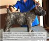 BRAVO KENNEL'S INCA
