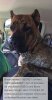 BRAVO KENNEL’S RED SLAMMER