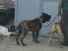 PERROS CANARIOS OROS ACHIELLUS (CILLI)