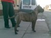 PERROS CANARIOS OROS AKIRA