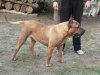 PERROS CANARIOS OROS AZIRA