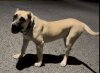 MELODY DE STEARNS KENNEL
