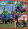 ARONA DE NODA STAFFS