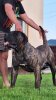 OSCAR ATERRADOR KENNEL