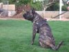 CHULO DE LA DONACIO