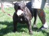 NORA DE BARNACAN BULL (KINA)
