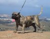 ARAYA DE LA ISLA DE LOS VOLCANES
