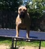 BRAVO KENNEL'S ENVY