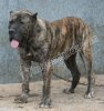 BRONCO DE TAUCO