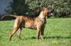 HORUS DE SPALATO BULL