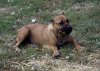 MID AMERICA K-9 MIA