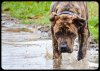 UNO (DE CANARIO DE TRANSILVANIA)
