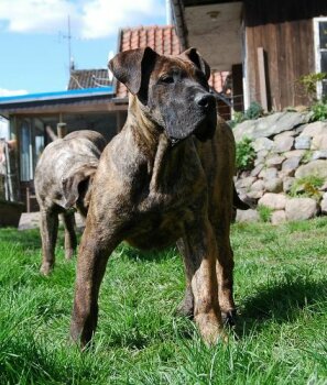 PILOTO DE CASA CAMARINHA (GUAPO)