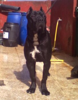 THOR DE TIBICENAS
