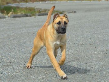 MEANA DE LEXA ESTATE GUARDIAN