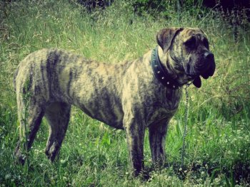 OLYMPIA ANTIVARI BULL