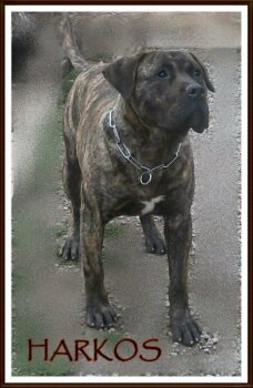 HARKOS DE LA HUELLA DEL PRESA CANARIO