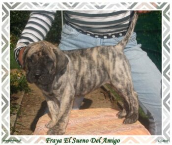 FRAYA EL SUENO DEL AMIGO