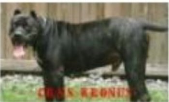 SHOW STOPPER KRONUS