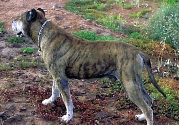 NERON (DE ANDRES VICENTE)
