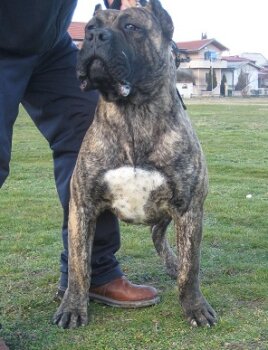LOBO DE SPALATO BULL