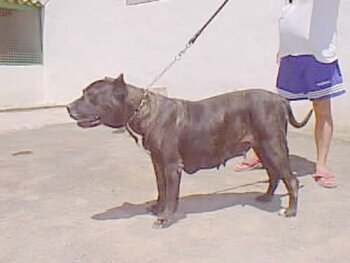 NIRA DE HARIDIAN DEL VALLE