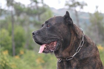 EL DIABLO DE LUCIA PURPURES