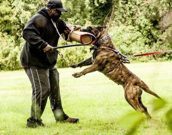 BRAVO KENNEL'S FUEGA