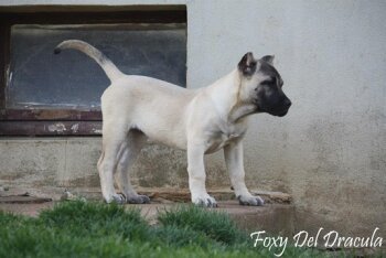 FOXY DEL DRACULA