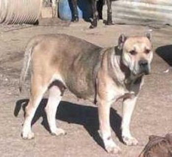 PETRA DE KING ZULU