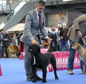 BOSS BULL CANARIO MYRA