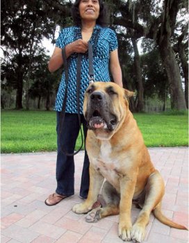 BRAVO KENNEL'S MINA