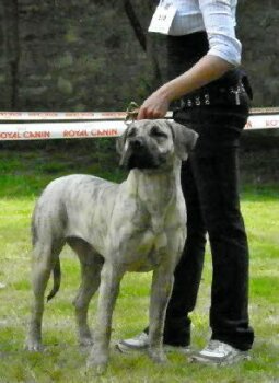 ELARA EL SUENO DEL AMIGO (ENJI)