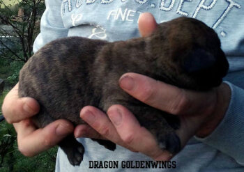 DRAGON GOLDENWINGS
