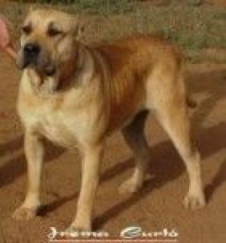 AISA DE IREMA CURTO