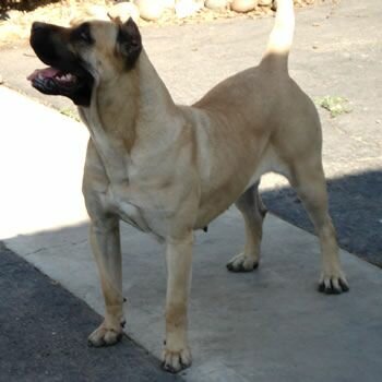 SEDA DE DOG REAL