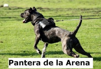 PANTERA DE LA ARENA