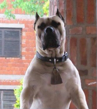 AUDITOR CAN Y CERO