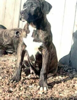 KING DE ELISON KENNEL