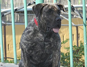 CATHAYSA DE ALACANT BULL