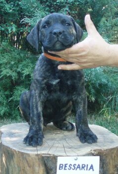BESSARIA ALFA FAMILY DOG