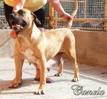 CANELA