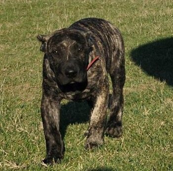 OLUF DE VIKING GUARD KENNEL