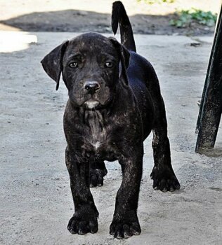 OTIS DE VIKING GUARD KENNEL