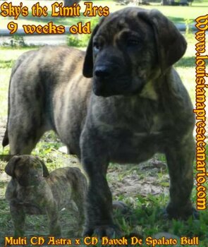 ARES DE STL