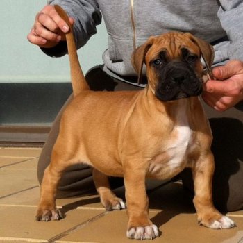 DANDY PERRO DE PRESA BECERRIL