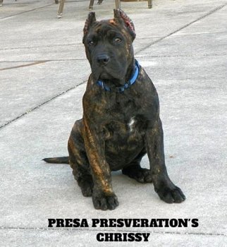 CHRISSY DE PRESA PRESERVATION