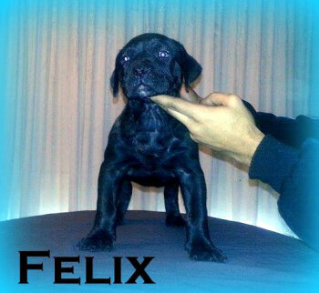 CANADA PRESA BOWSER (FELIX)