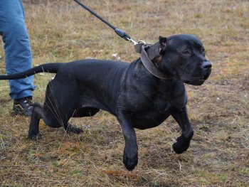 A'NEGRA DE IMPERIUM PRESA (NEGRA)