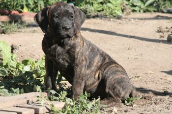 VARGA'S EL GUARDIAN FIEL JEWEL